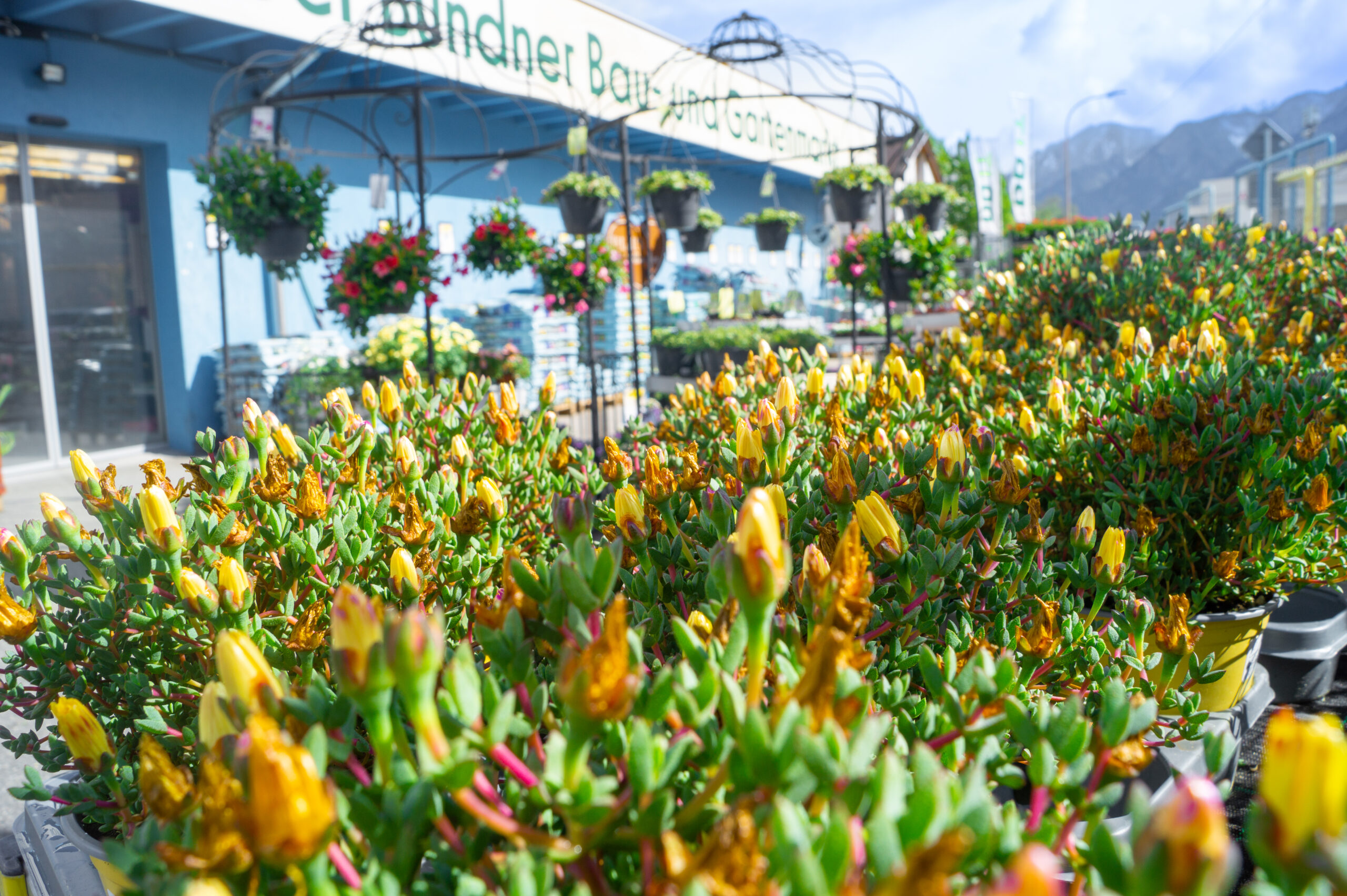 Blumenmarkt Chur - DO IT