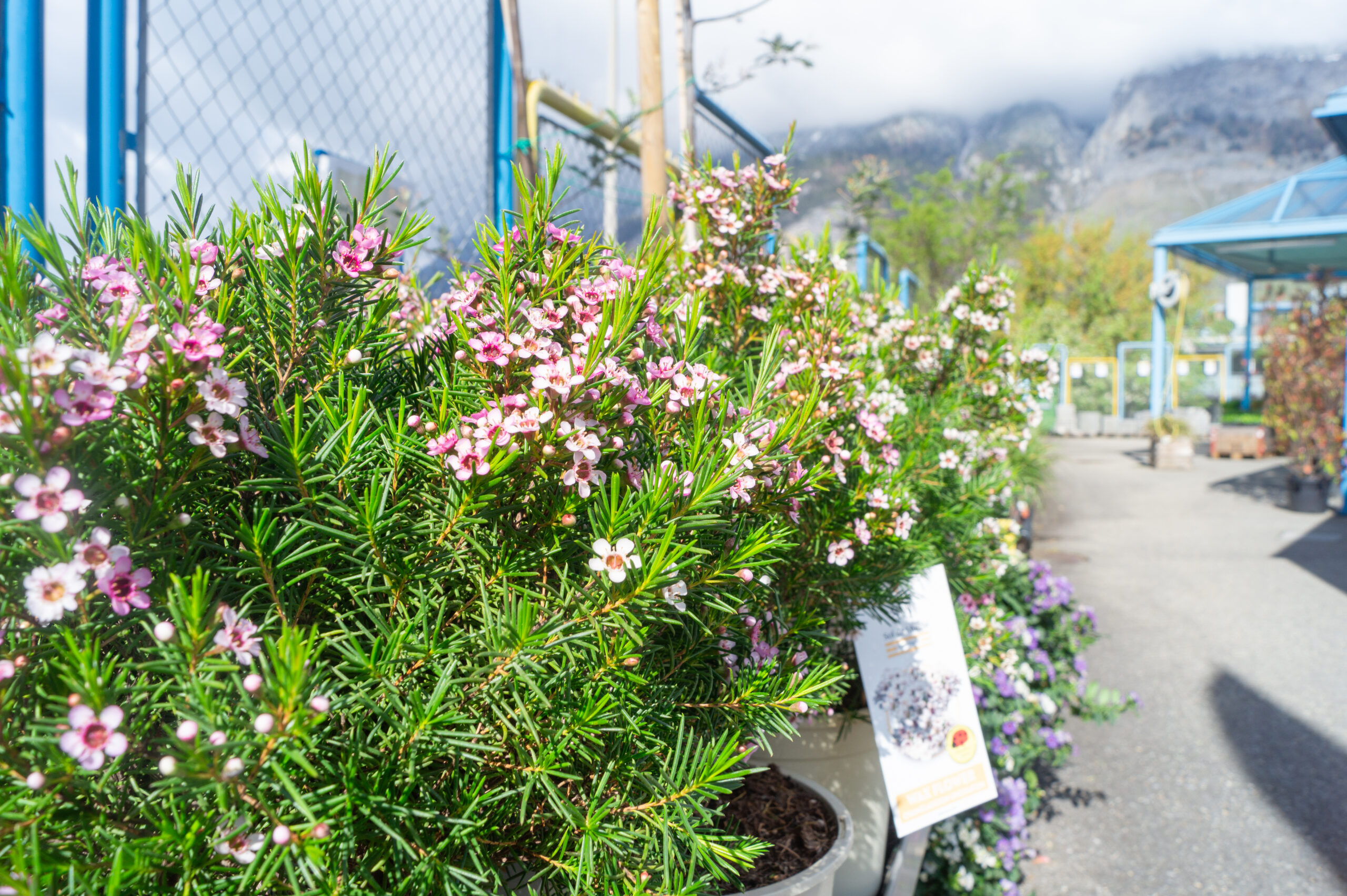 Blumenmarkt Chur - DO IT