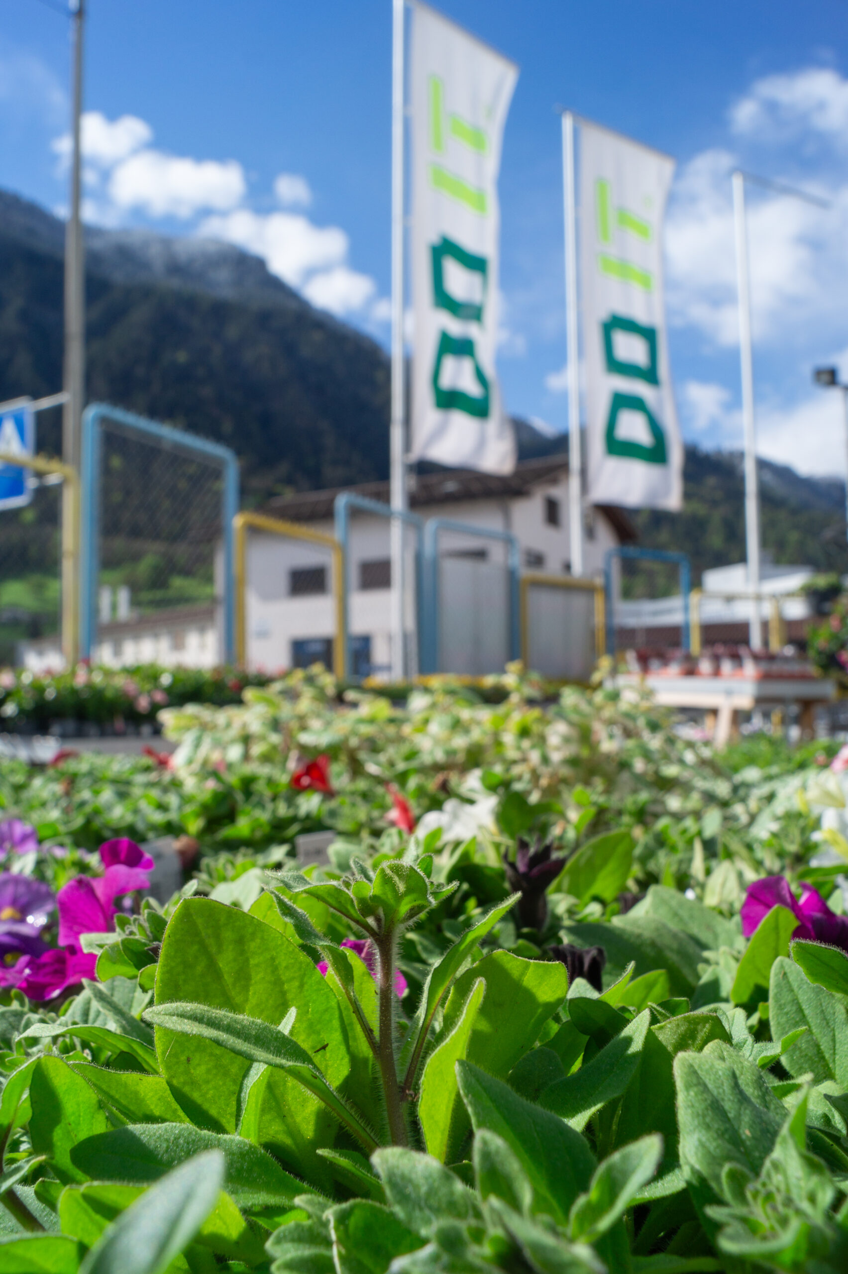 Blumenmarkt Chur - DO IT