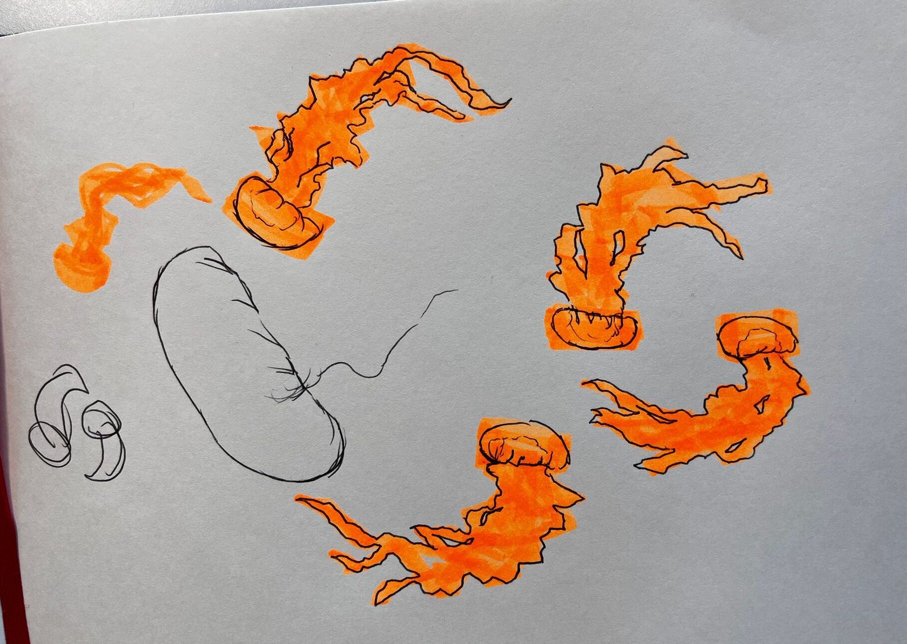 WhatsApp Image 2026-01-13 at 15.31.03